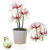DUTCH BULBS EXCLUSIVE PLANTS FROM HOLLAN Bulbi di Amaryllis Chico - 1 bulbi fiori in grande formato 26/30 | Piante e fiori esclusivi dall'Olanda, Autentici Hippeastrum (senza semi, senza cera e non artificiali)