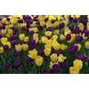 Flora Import 100 X Tulipa Purple & Yellow Mix - Tulipani Viola e Giallo Misti - Alta Qualità (100)