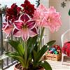 CUIKWA Amaryllis rara/Amaryllis/Forma unica/giardino-1 PCS-A