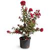 Vivaio di Castelletto Lagerstroemia indica Dynamite Rossa a Cespuglio in Vaso ø26 cm, Altezza 50/60 cm, Lillà delle Indie Vivaio di Castelletto