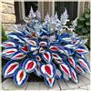 UYKOJMDR Vitali,Naturali,Freschi,decorazione,Midnight Blue,Compatti,Robusti Hosta.-4cipolle-E