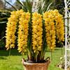 Nyugs Rizomi di Cymbidium resistenti, Orchidee da esterno selezionate, ideali per la piantagione su balconi e per scopi ornamentali-3 Rhizome-F