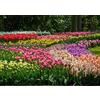 Flora Import 50 X Tulipani & Giacinti Misti - Tulipa & Hyacinthus Mix - Bulbi Alta Qualità (50)