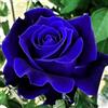 KMIODS Rizoma Di Rosa, Perenne, Adatto A Primavera E Autunno, Ideale Per La Vista In Giardino, Non Necessita Di Irrigazione-1 Rizoma-B