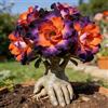 NJKNYOG Rosa del Deserto Perenne | Colori Vivaci | Resistente alla Siccità | Per Giardini Esterni e Balconi-1bulbi -i