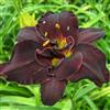 MHTSNW Hemerocallis,di facile manutenzione,dai colori vivaci,adatto per la decorazione di interni ed esterni,Hemerocallis bulbi misti,Daylily.-8bulbi-C