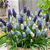 Bloomique - Mix di 50 - Muscari Mix - Muscari - Giacinto a grappolo - Bianco e Blu - Bulbi - Fioritura primaverile - Perenni - Cresce fino a 10-15 cm