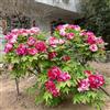 Generic peonie in vaso, di selvatici, di peonia primaverili giardino precoci, tappezzanti, resistenti, to Coltivare 4bulbi