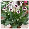 WJKWY-Q 2 pz bulbi calla pianta resistente - bulbi a precoce pianta da balcone Gigli di calla, Zantedeschia aethiopica, decorazione vegetale piante in vaso bonsai da interno bonsai