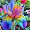 NVNJHJN Iris bulbi/miste/Radici selezionate di hosta/resistenti al freddo e alla siccità/adatte per la decorazione di giardini e balconi【NVNJHJN】-10 bulbi-A