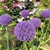 Generic Allium balcone vaso porro gigante ufficio decorazione ornamentali giardino 30bulbi
