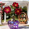 Vnuhgzs Rosa del Deserto Rara/Rosa del Deserto Resistente/Ottima Balcone/Bassa Manutenzione-1 PCS-A