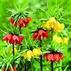 Generico 5 X Fritillaria Imperialis Mix - Bulbi Di Alta Qualità