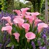Nyugs Calla Lily, rizomi di calla resistenti, rizomi perenni da giardino, piantagioni di calla lily rari da giardino-i-2 rizomi