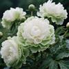 Nyugs Peonia, Rizomi Peonia Resistenti, Rizomi Perenni Giardino, Piantagioni Peonia Rari Giardino, Elegante Arbusto Peonia-f-1 rizoma