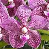 UYKOJMDR Cymbidium,Vari Colori,perenni,splendente e vivace,Ambiente Paesaggistico,Decorazione del giardino.-3Cymbidium pezzo-B