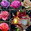 VJIDOSO Abbellire l'ambiente,Cipolle con rose,rizoma di rosa,resistenti all'inverno,grazia,decorazione da giardino,aroma affascinante,mix di cipolle.-1Wurzel-G