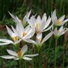 Generic zephyranthes - giardino balcone 15bulbi