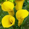 DUTCH BULBS EXCLUSIVE PLANTS FROM HOLLAN Bulbi Calle Zantedeschia - Yellow Passion - 5 Bulbi Fiori | Piante e Fiori Esclusivi dall'Olanda, per giardino, vasi e balcone (non semi, non artificiali)