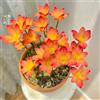 Generic zephyranthes - giardino 6Bulbi