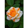 CUIKWA Rosa rara resistente - Arbusto di rosa perenne resistente - Riccamente profumata - Adatta per la coltivazione in vaso e in piena terra - Splendida decorazione per giardini-1 root-J