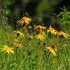 Generic arnica - raro giardino varietà antiche 400semi