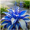 UYKOJMDR Vitali,Naturali,Freschi,decorazione,Midnight Blue,Compatti,Robusti Hosta.-4cipolle-F