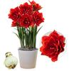 DUTCH BULBS EXCLUSIVE PLANTS FROM HOLLAN Bulbi di Amaryllis Cherry Nymph - 1 bulbi fiori in grande formato 26/30 | Piante e fiori esclusivi dall'Olanda, Autentici Hippeastrum (senza semi, senza cera e non artificiali)