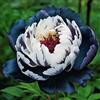 Nyugs Rizomi Peonia Resistenti & Perenni - Piantagioni Rari per Giardino, Elegante Arbusto Peonia, Rizomi da giardino resistenti e robusti-d-1 rizoma