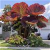 HGJKYTFCDG Elefante orecchio rizomi - Acquista alocasia - Varietà antigelo per giardino tropicale & luce balcone-4radici-H