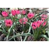 Flora Import 30 X Tulipa Litlle Beauty - Tulipani Botanici Little Beauty - Bulbi Di Alta Qualità (30)