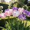 Vnuhgzs Assortimento di Tulipani Doppi Rari/Decorazione da Giardino in Balcone/Tulipani/Resistenti al Freddo-4 PCS-C