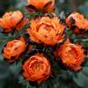 BUUYOSE Rizoma di peonia perenne- Resistente al Freddo e Facile Coltivare- Rende adatto alla Piantagione in aiuole- Bordure ＆Terrazze.-d-1 rizoma