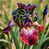 UIODERDC Rizoma di iris&resistenti al freddo e alla siccità,adatte per la decorazione di giardini e balconi/belle/adatte come regali per le feste-4Rizoma-J