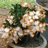 Generico 5 SEMI DI ADENIUM OBESUM White Orange Edge Desert Rose semi freschi