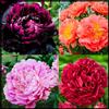 Vnuhgzs Peonia rara/Peonia ibrida a tubero/Rizoma/Resistente/Giardino/Facile da curare/Decorazione per esterni-1 Rizoma-C