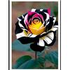 NVNJHJN Radice di rosa/Mista/Radice di rosa selezionata/Adatta per la decorazione di giardini e balconi/Resistente al freddo e alla siccità【NVNJHJN】-1 rizoma-B