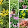 Generic sedum giardino balcone 250semi