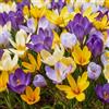 DUTCH BULBS EXCLUSIVE PLANTS FROM HOLLAN Bulbi Fiori Perenni da Esterno - 100 Bulbi Crocus Botanici Mix Budget | Piante e fiori esclusivi dall'Olanda, 5 varietà e colori diversi, per giardino, vasi e balcone (non semi, non artificiali)