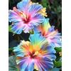 CUIKWA Ibisco vivo cangiante (Hibiscus mutabilis) per giardini esterni, arbusti di rosa del cotone-1 Radici di ibisco-D