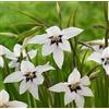 Flora Import 50 X Acidanthera - Gladiolus Callianthus Murielae - Bulbi Di Alta Qualità (50)