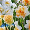 FLORIUM - Collezione Budget di Bulbi di Narciso (25 Bulbi a Fiore), Miscela Profumata di Giunchiglie dall'Olanda, Varietà Durature, Rustiche e Perenni per Giardini e Contenitori (Senza Semi)