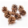 Smithers Oasis Austriaca pigne naturali di conifera per fioristi, Pigne decorative, Natural, 1 kg