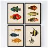 Nacnic Set 4 fogli di pesce effetto vintage colorati. Baleares. Composizione di 10 pesci diversi in formato A3, sfondo vecchia carta per manifesti di carta vintage 250