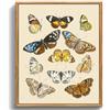 MHARTK66 Quadri Moderni Stampe da Parete vintage Paesaggio 40x60 cm | insetti, tela, stampa hd, facile da appendere, montaggio rapido, decoro classico, uso versatile, indicato come dono creativo