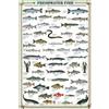 empireposter Empire Interactive - Poster, Soggetto: Pesci d'Acqua Dolce (Lingua Inglese), con Accessori Multicolore