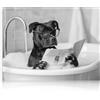 Dazzlewall Arte Divertente del Cane, Poster Retro in Bianco e Nero di Cucciolo con Occhiali in Vasca da Bagno per Bagno o Toilette, 12x16 Pollici senza Cornice