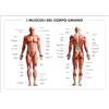 Colorfamily Poster Corpo Umano - muscoli corpo umano 50x70 cm idea regalo - riproduzione studio anatomia apparato muscolare scienza scientifico università idea regalo
