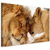 murando - Quadro Moderno per Camera da Letto, Leoni Amore Selvaggio 30x20cm | Chiodi Inclusi, 1 Pezzo, Pannelli Decorativi per Pareti, Decorazione da Parete, Resistenti Allo Sbiadimento