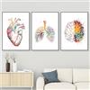 WZXGHE Poster di anatomia medica,poster di anatomia del cuore con fiori, immagini cuore polmone cervello,per decorazione dell'ufficio del medico senza cornice (D, 3x60x90cm, Senza cornice)